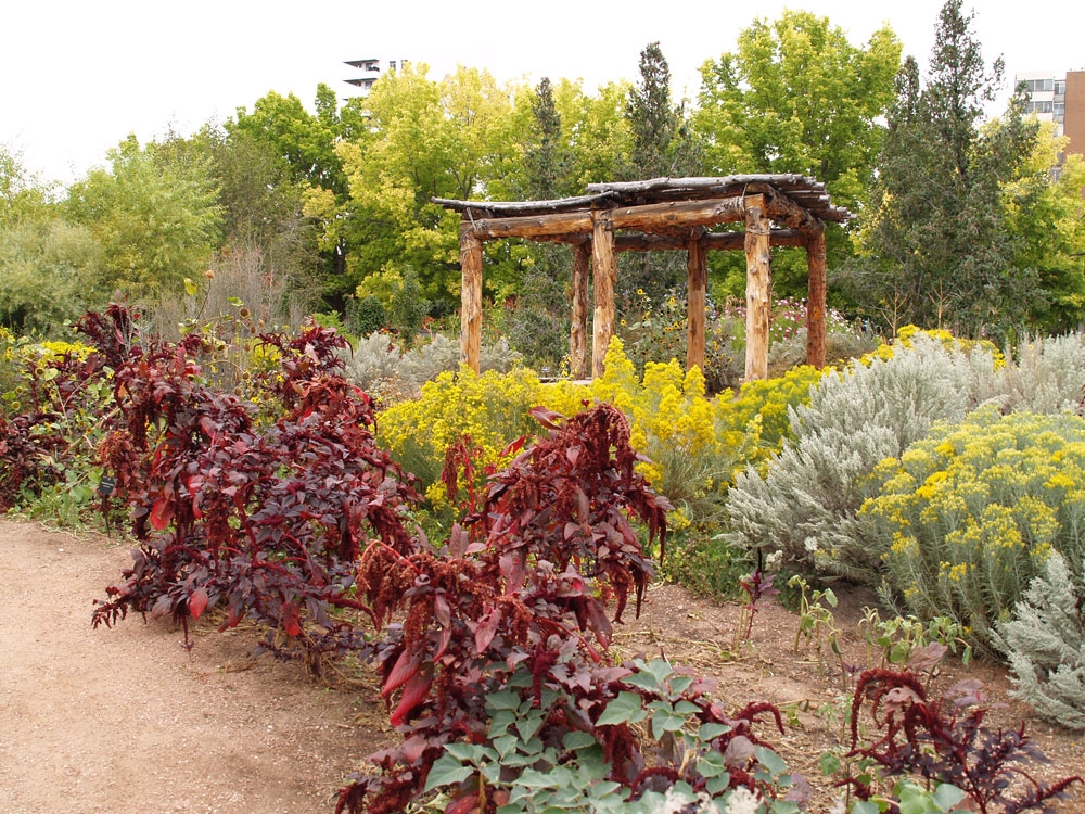 Sacred Earth Amaranth and Rabbit Bush