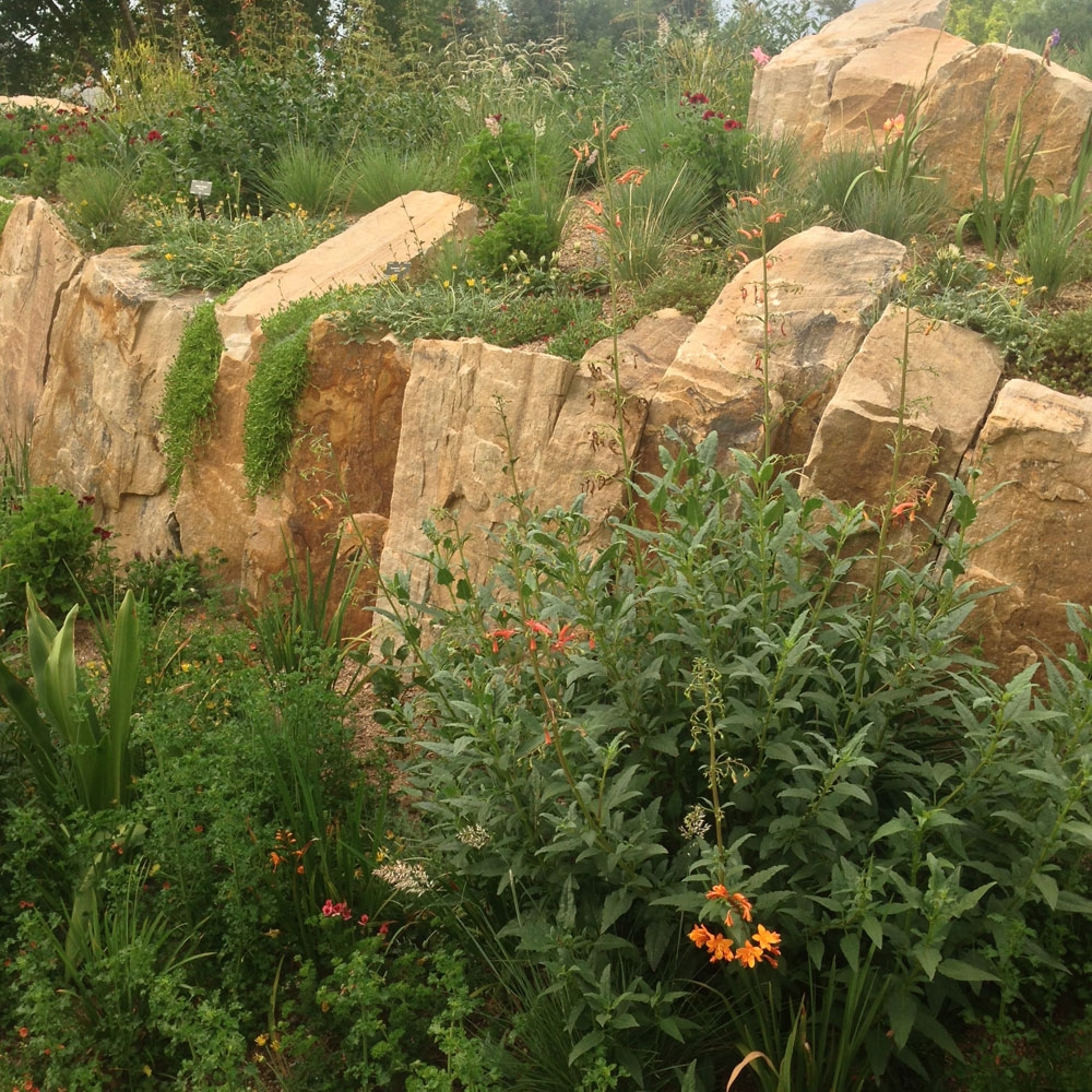 South African Steppe Plants