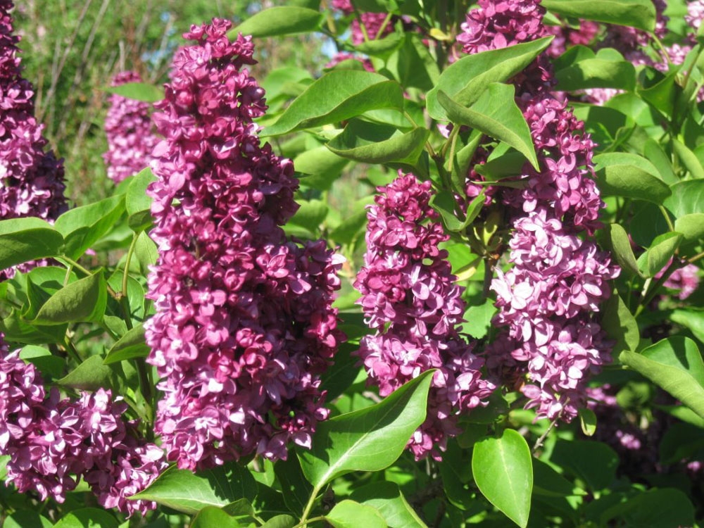 syringa