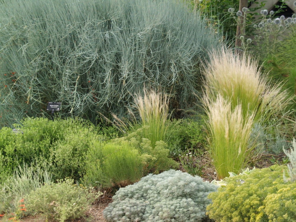 Watersmart Ephedra Equisetina Nasella Tennuissima Artemisia Versicolor