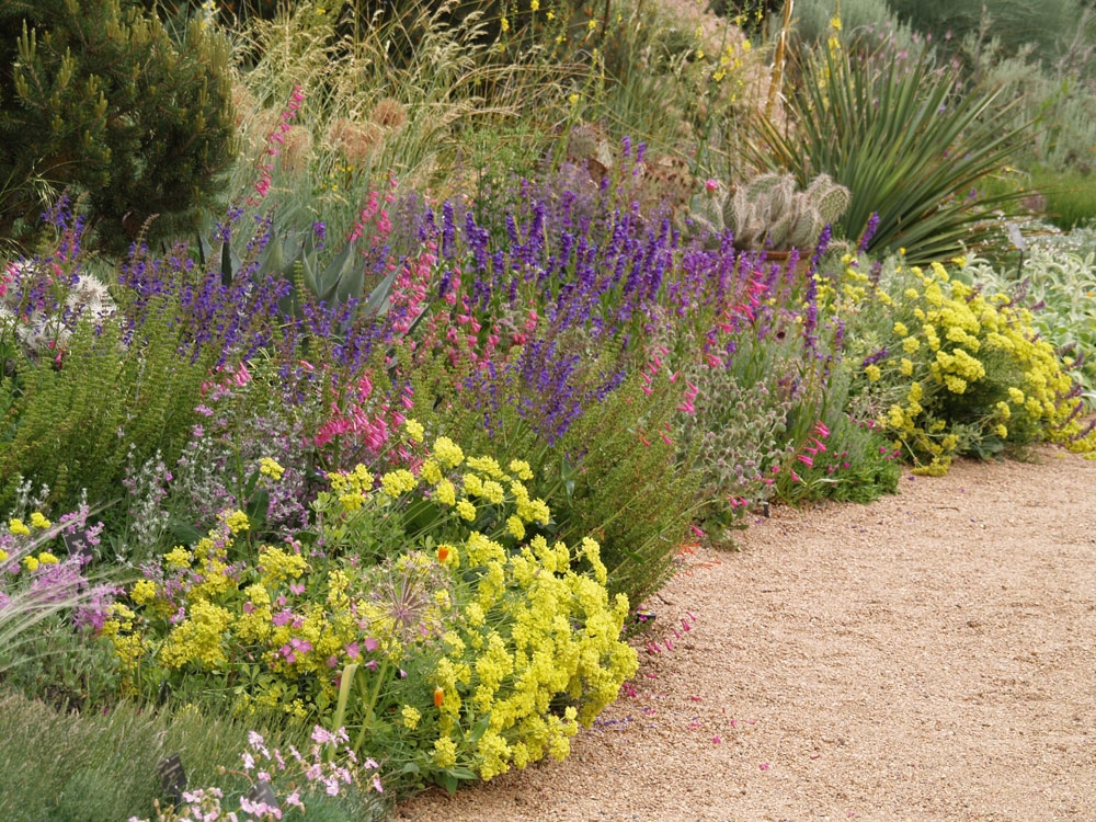 Watersmart Eriogonum Kannah Creek Salvia Transylvanica Penstemon Pseudospectabilis