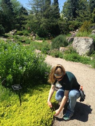 dbg staff pruning plants