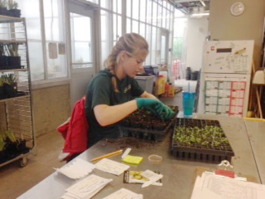 dbg staff working with plants in dividers