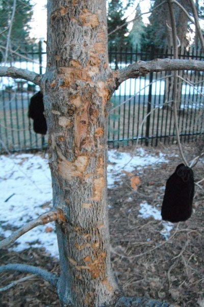 black bags on tips of branches