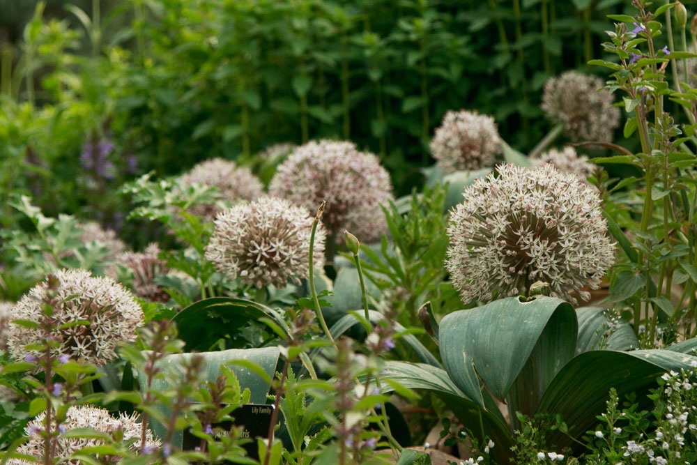 allium karataviense