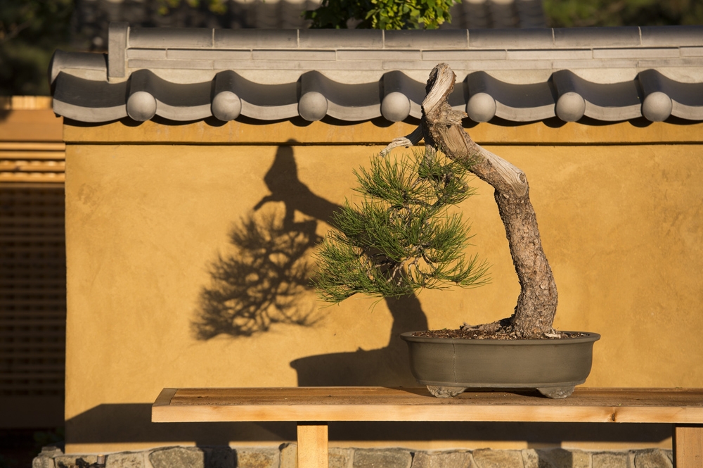 bonsai tree