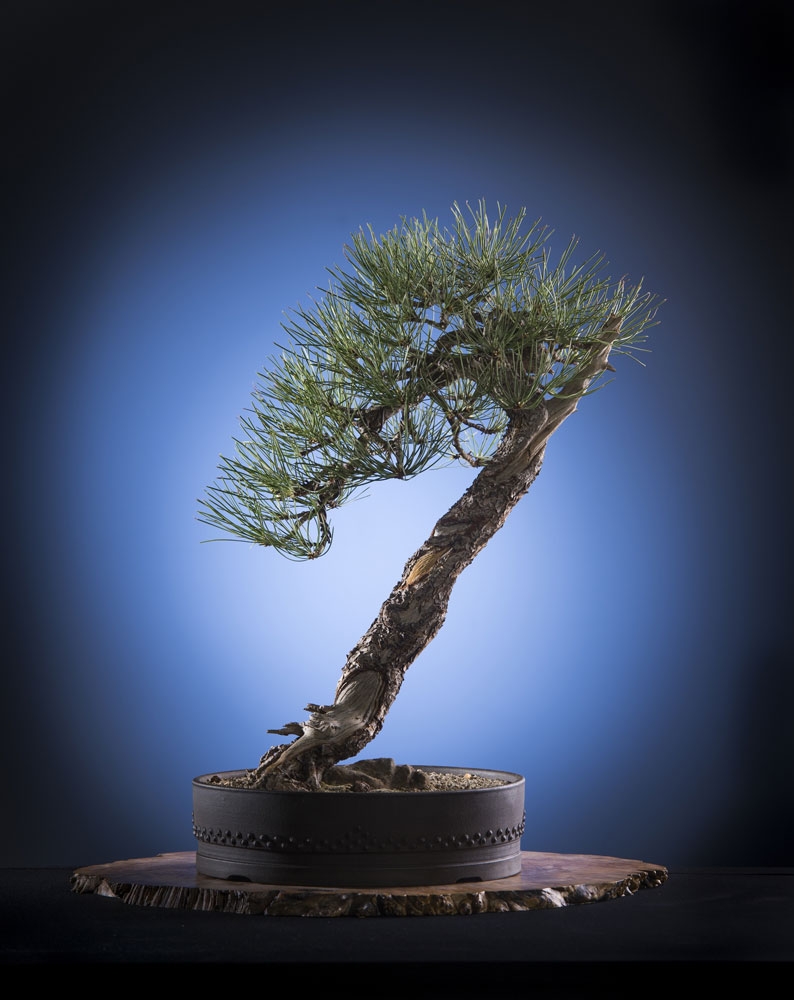 bonsai tree
