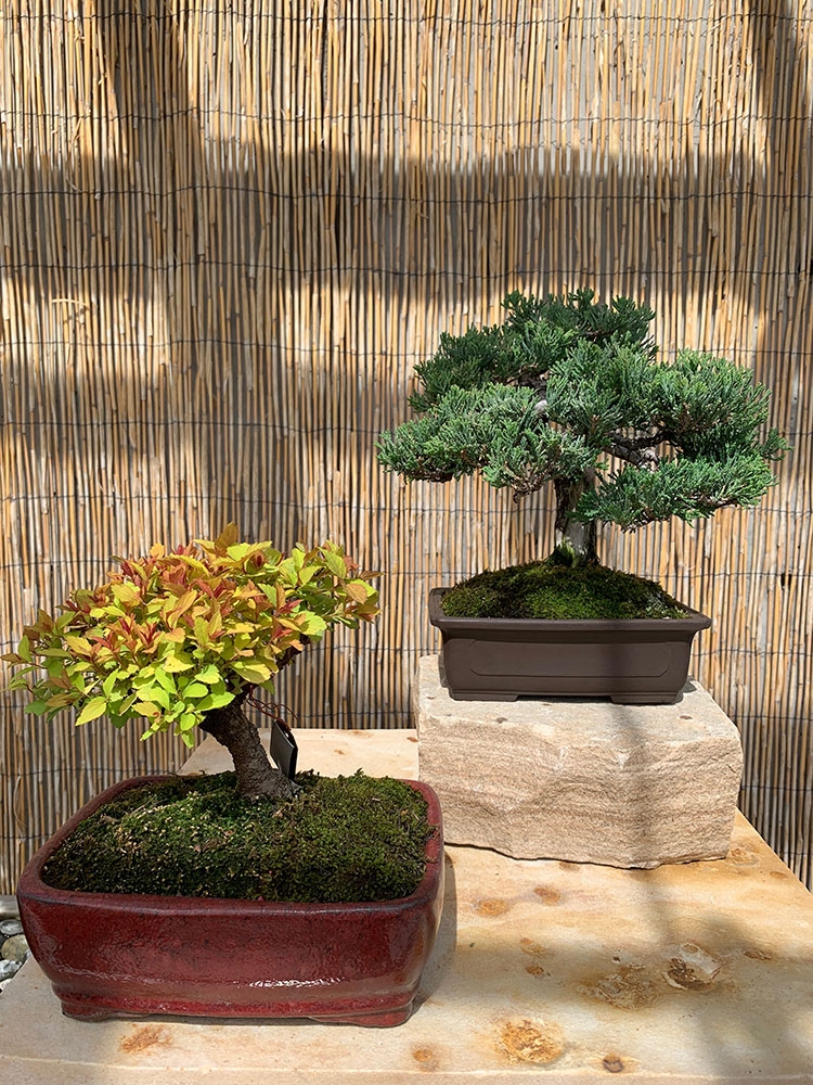 bonsai-pavilion_gallery5.jpg