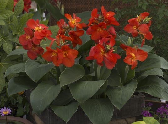 canna south pacific scarlet