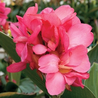 canna tropical rose