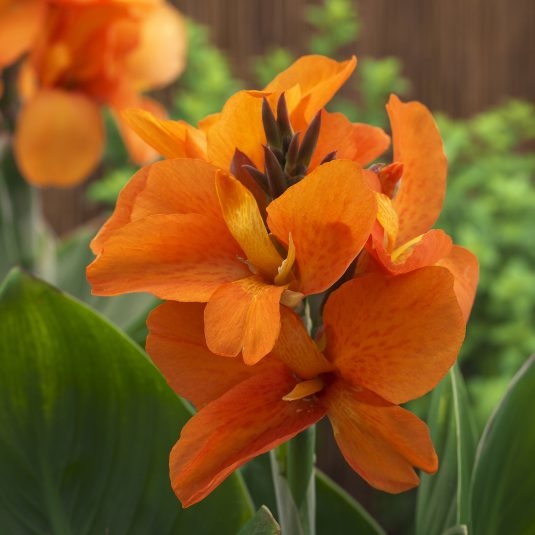 canna orange