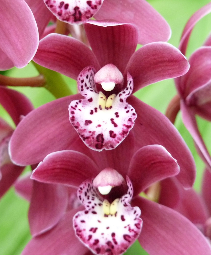 cymbidium fairy wand ruby wine