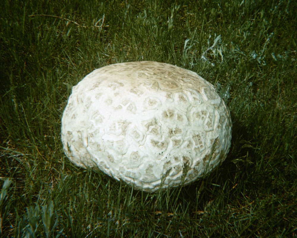 Western giant puffball (Calvatia booniana)