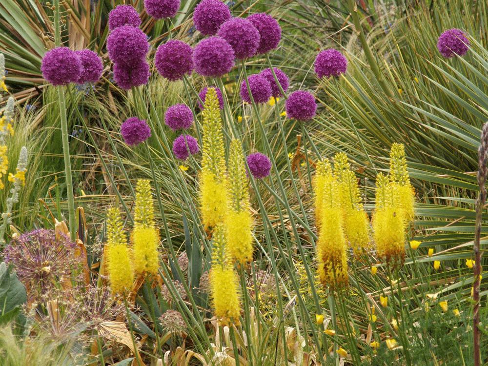 purple and yellow flowers