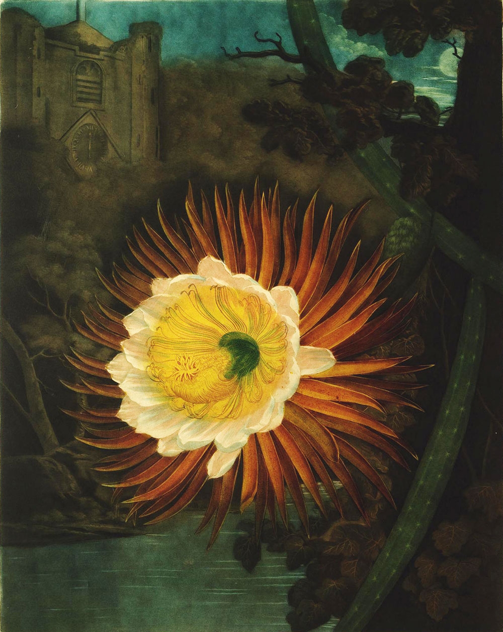 The Night-Blowing Cereus, from Robert John Thornton’s “Temple of flora, or, Garden of the botanist, poet, painter and philosopher: being, picturesque botanical plates of the New illustration of the sexual system of Linnæus”, ca. 1798 - 1807, London.