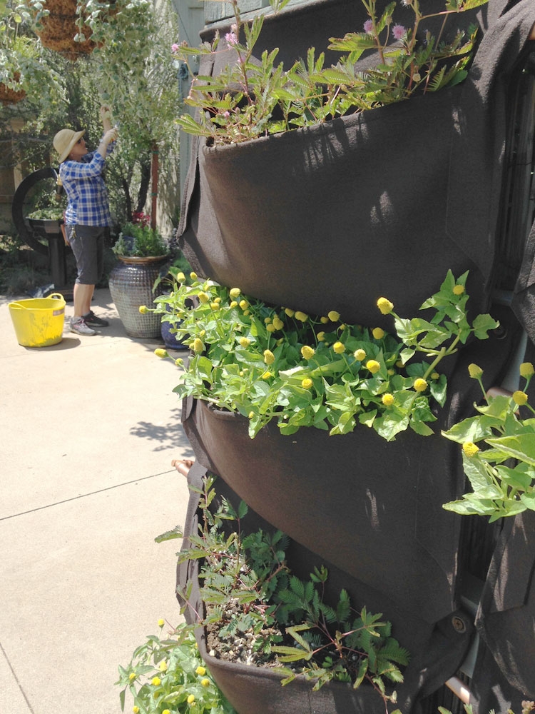 green wall in sensory garden
