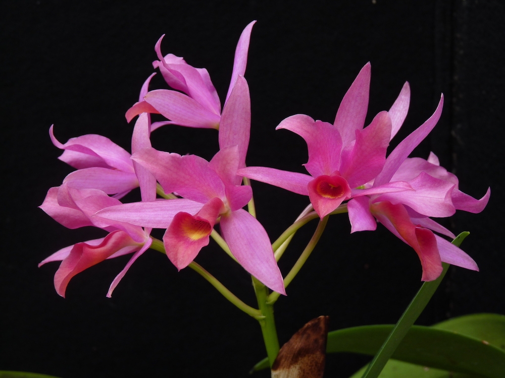 guarianthe x laelioides