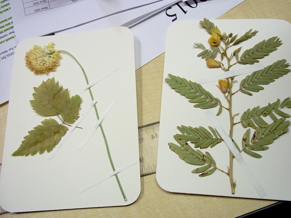 Herbarium Specimen
