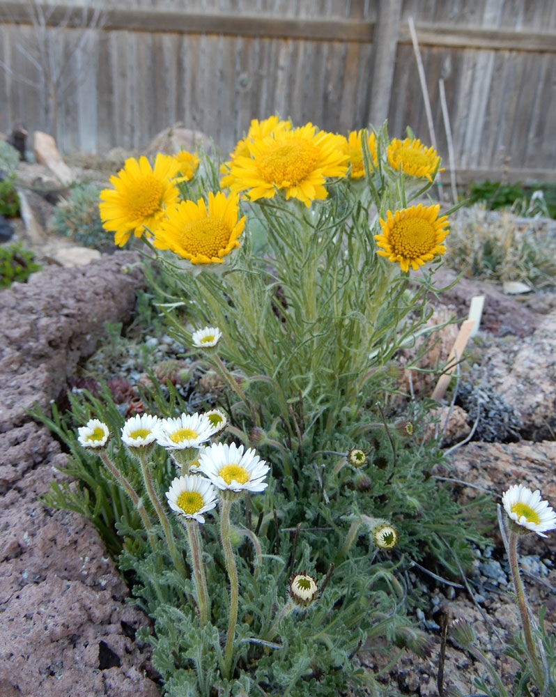 hymenoxyus grandiflora might be blooming in some of the troughs near the waterfall