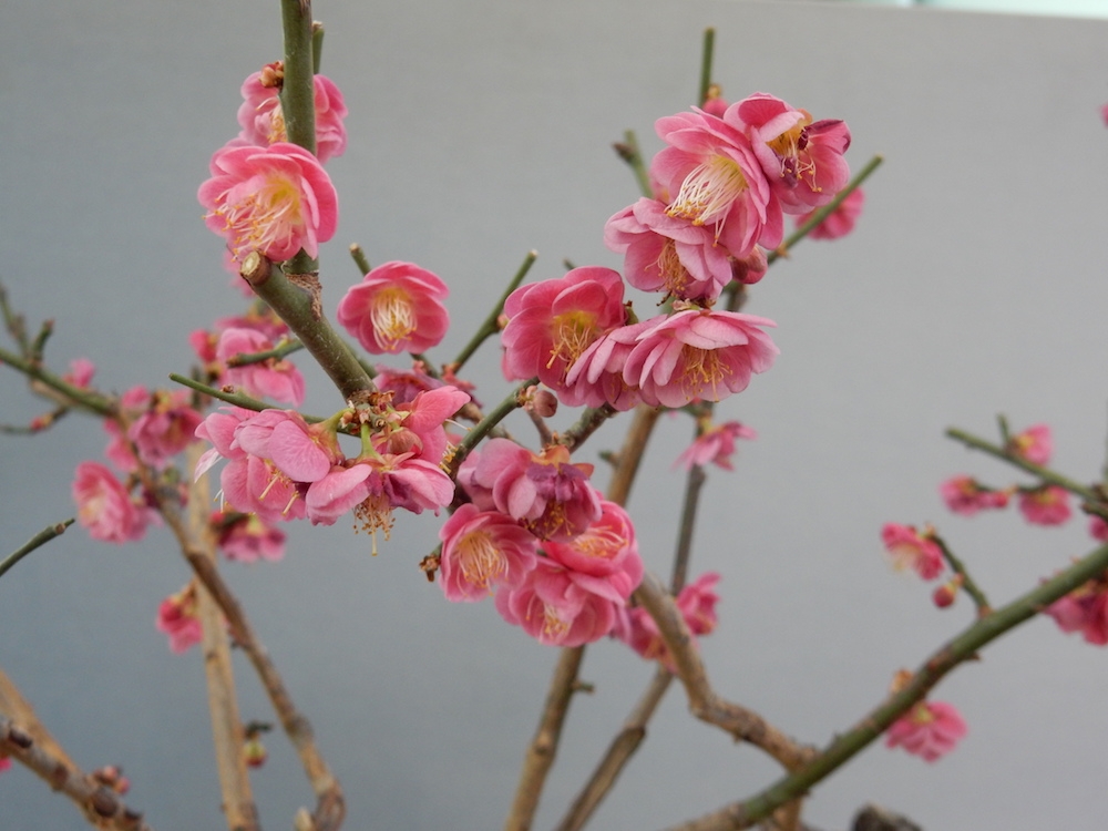 closeup of Japanese Flowering Plum 