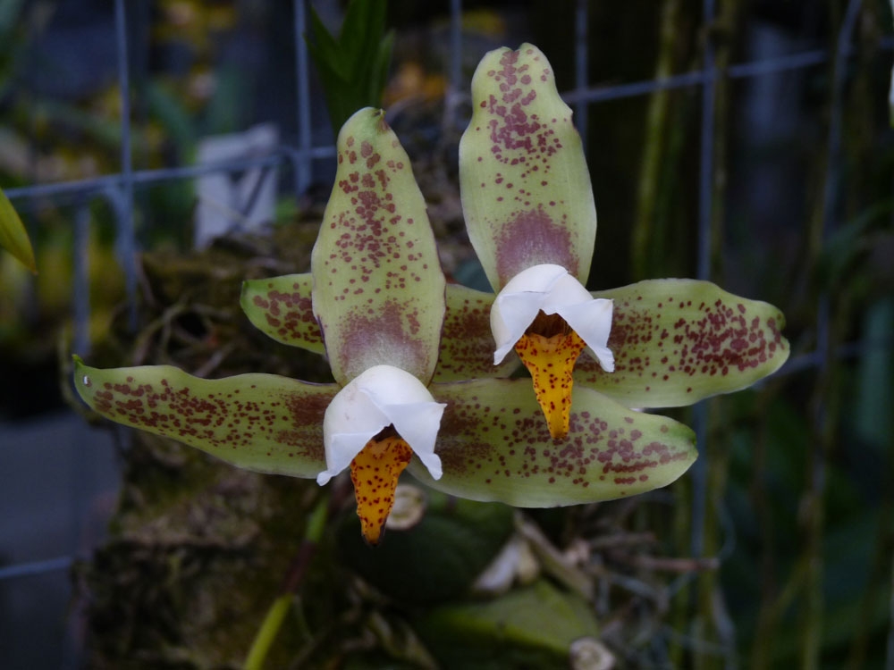 lycaste deppei
