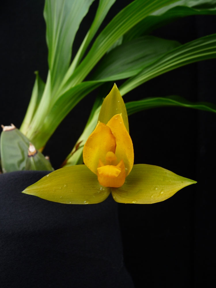 lycaste saccata