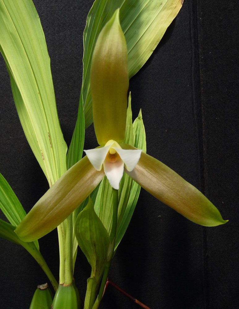lycaste schilleriana