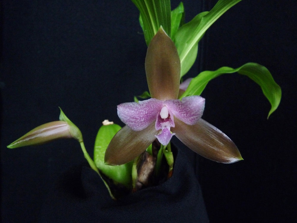 lycaste tricolor