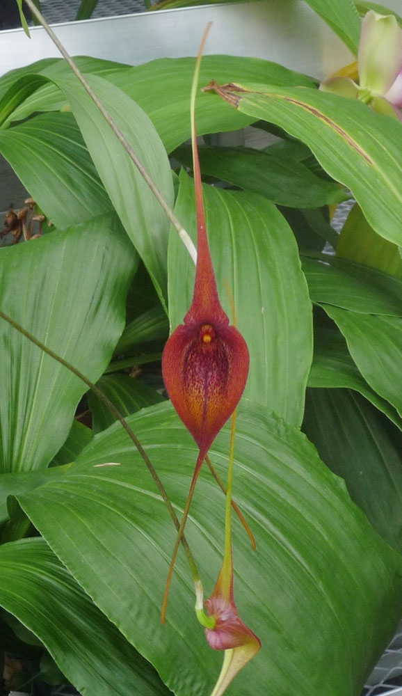masdevallia ayabacana