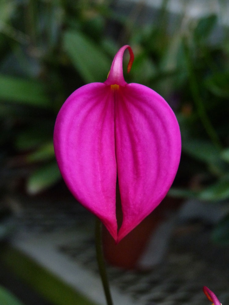 masdevallia coccinea-pink