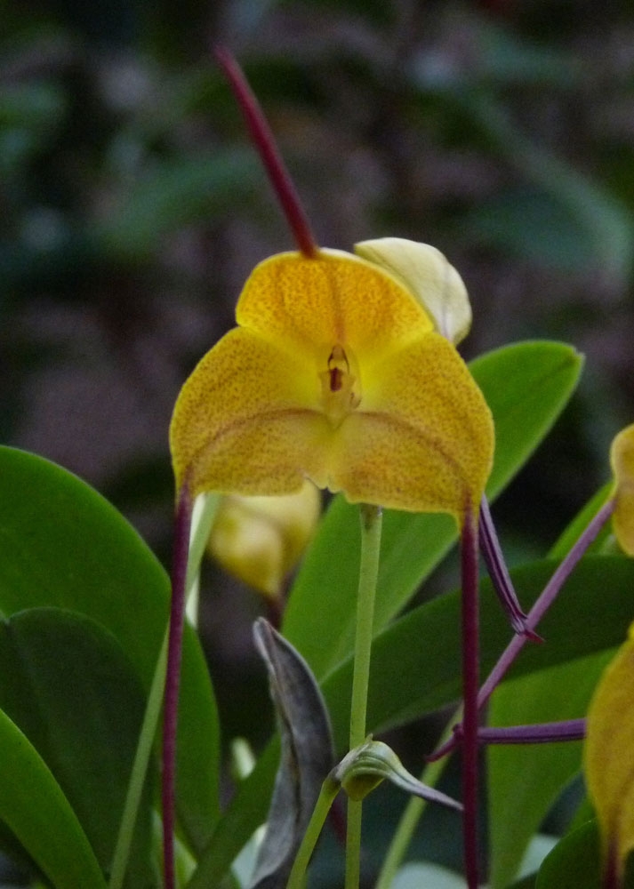 masdevallia triangularis