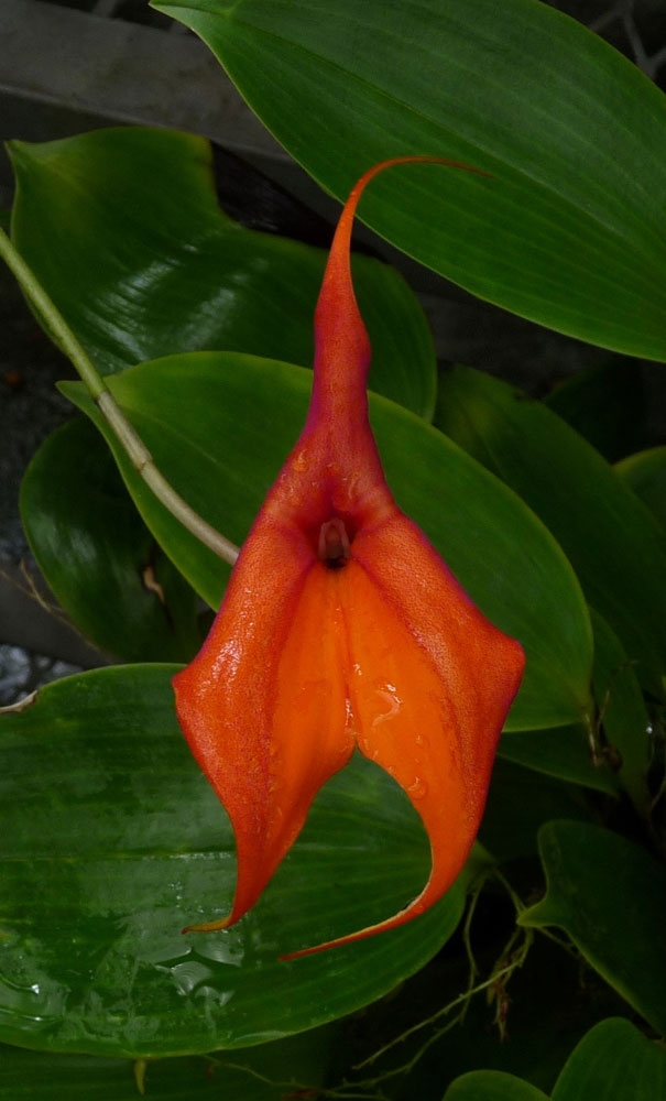 masdevallia veitchiana