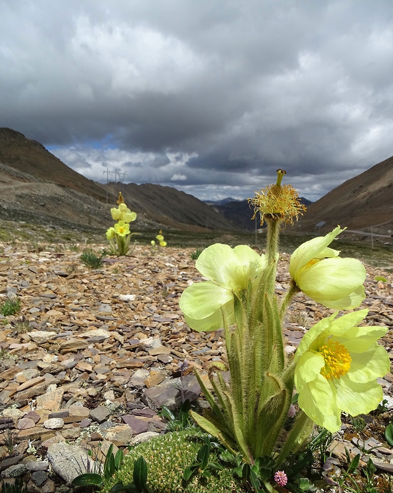 meconopsis-sulphurea_gallery.jpg
