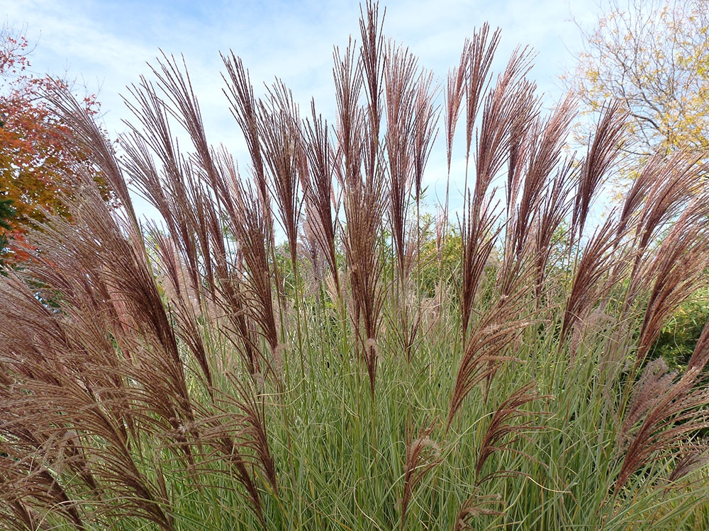 miscanthus-sinensis-morning-light-photo-by-neide-bollinger_gallery.jpg