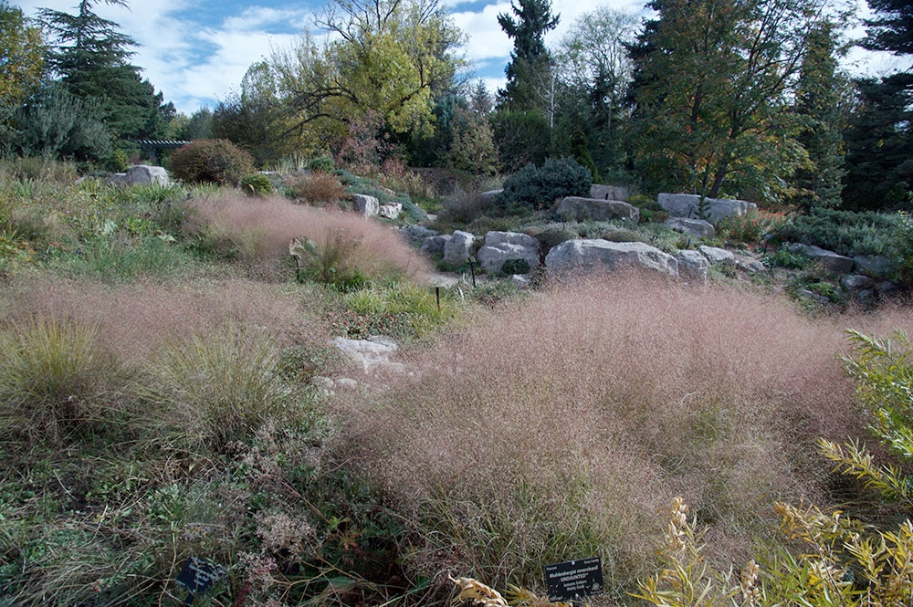 muhlenbergia-reverchonii-pund01s-undaunted-photo-by-virginia-w-meadow_gallery.jpg