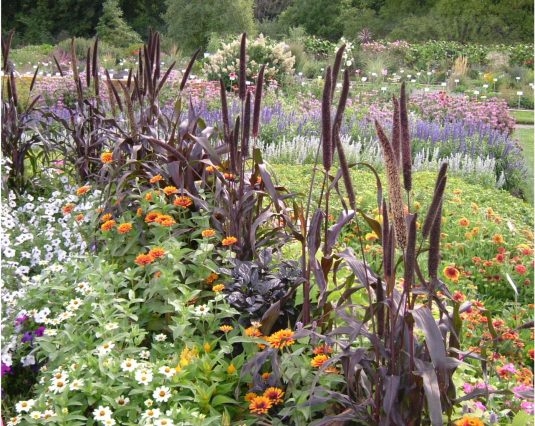 millet_ purple majesty