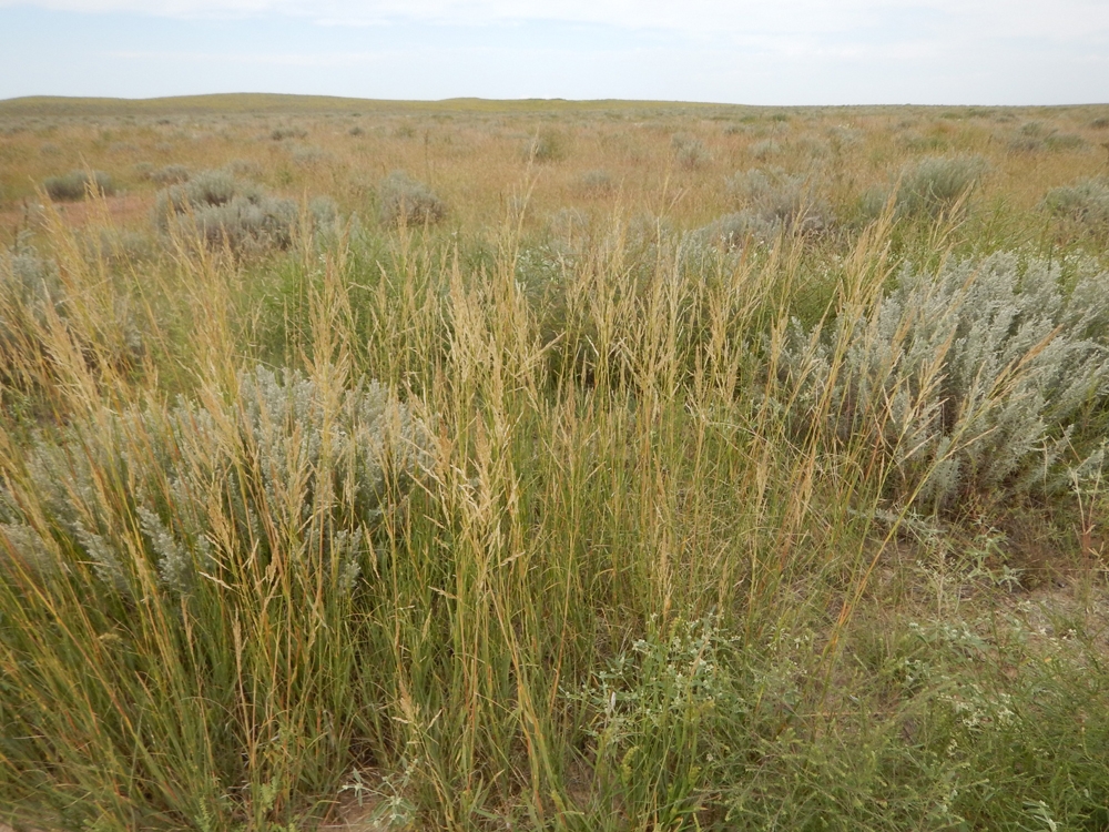 sandhill sage habitat