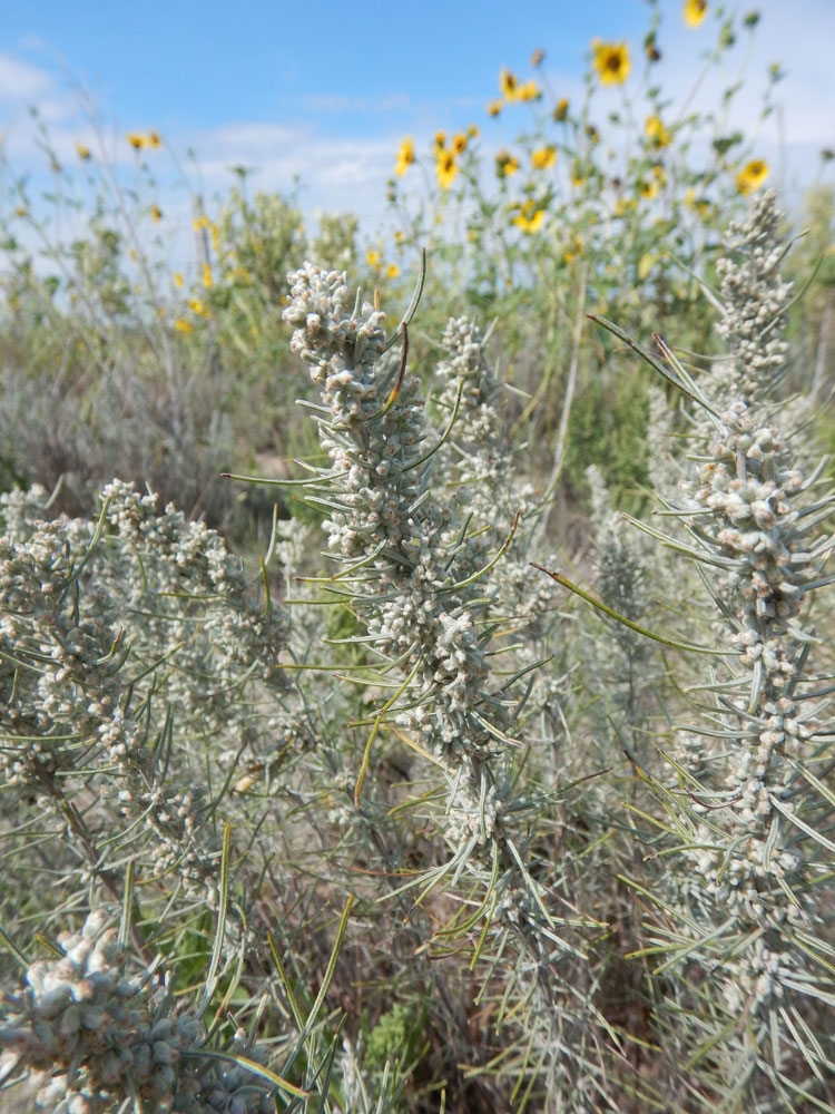sandhill sage closeup