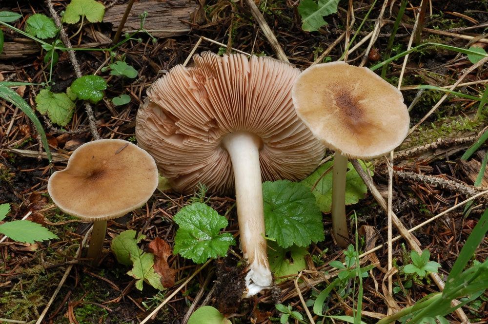 pluteus