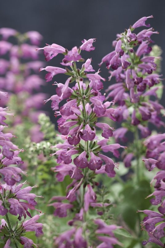 salvia