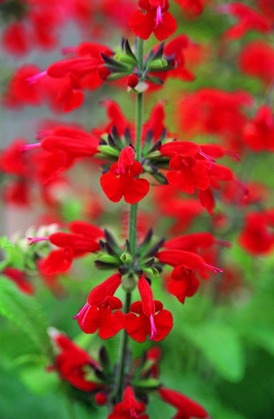 salvia summer jewel red
