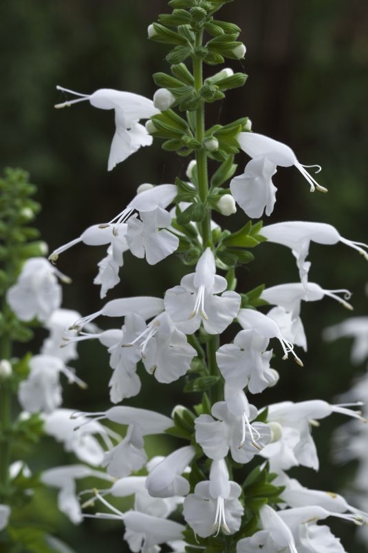 salvia summer jewel white