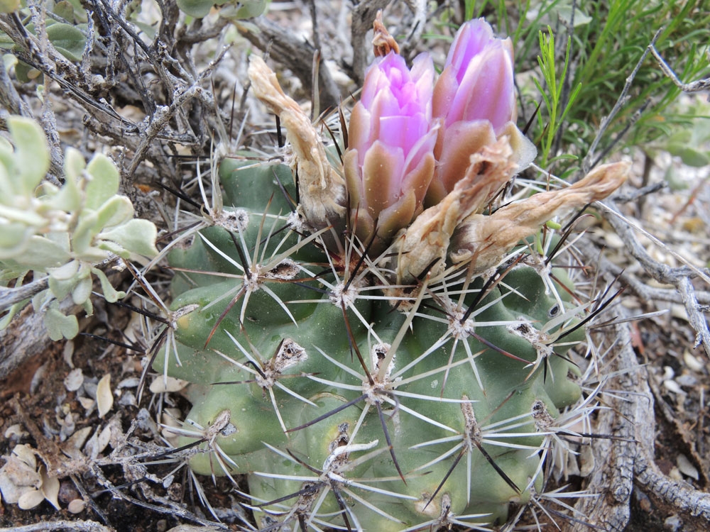 sclerocactus glaucus