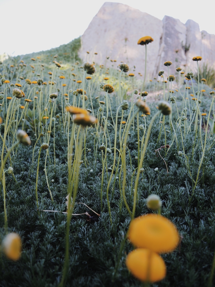 flowers in front of rock formation