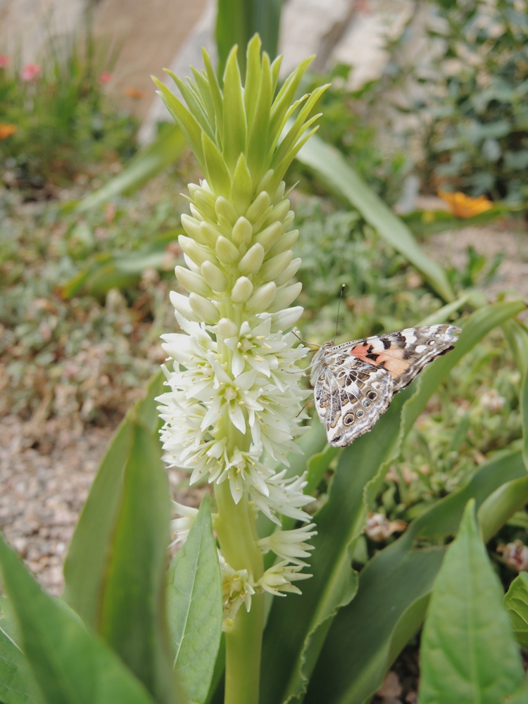 flower in steppe garden with butterfly