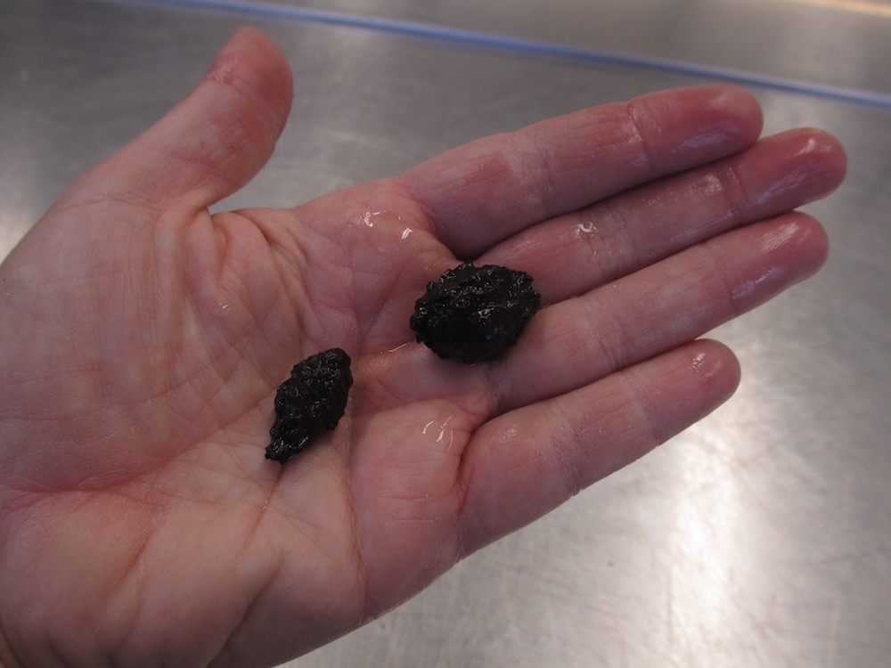 tropical waterlily tubers