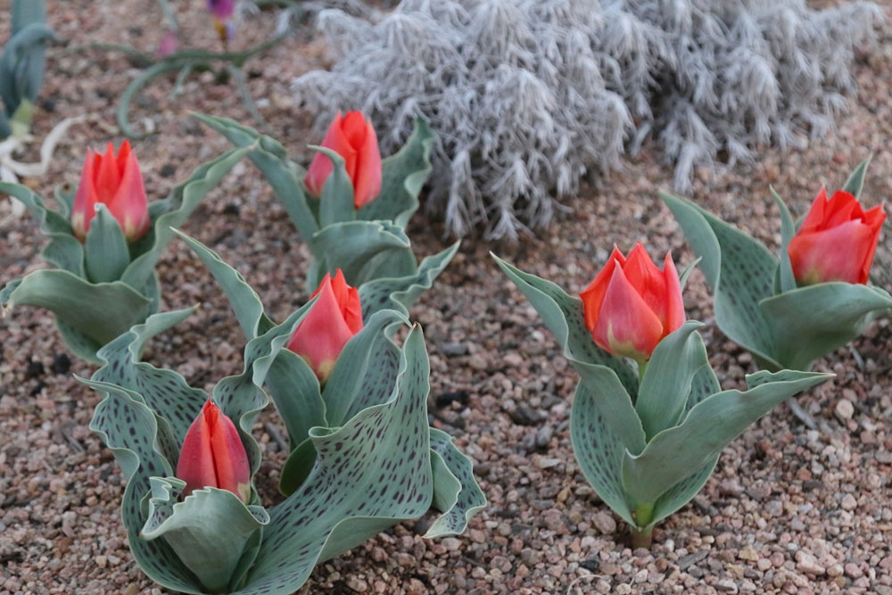 tulipa gregii