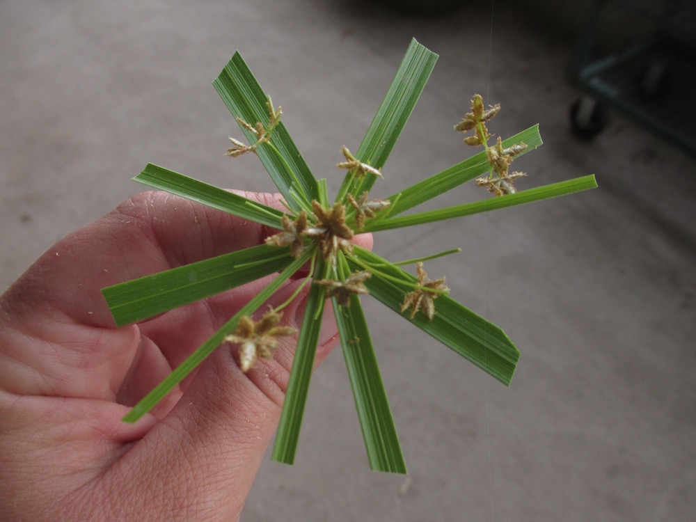 umbrella palm leaf cutting