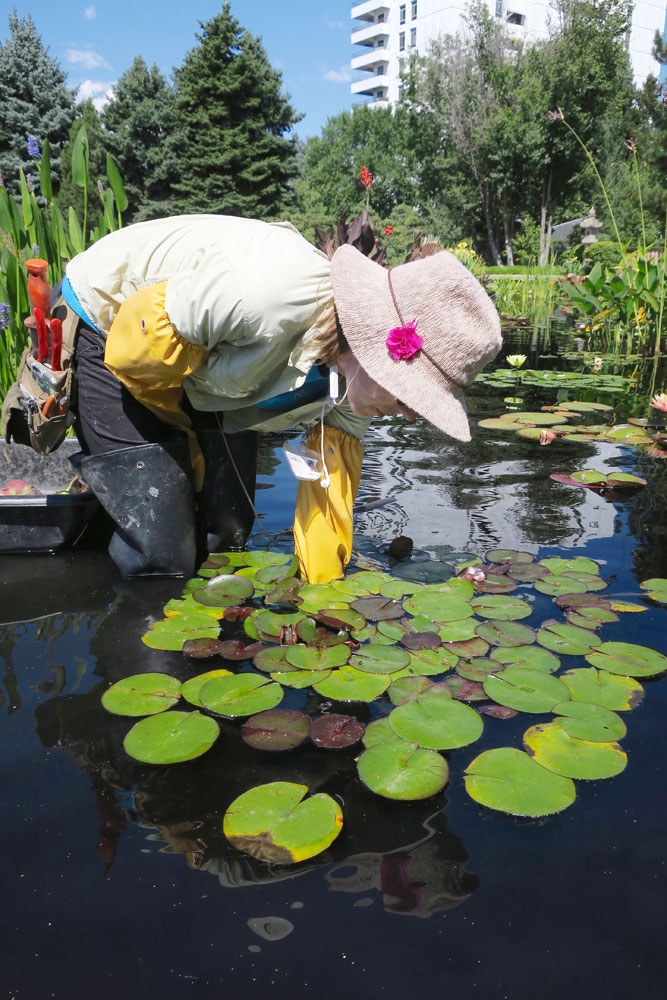 volunteers tending to water garden plants