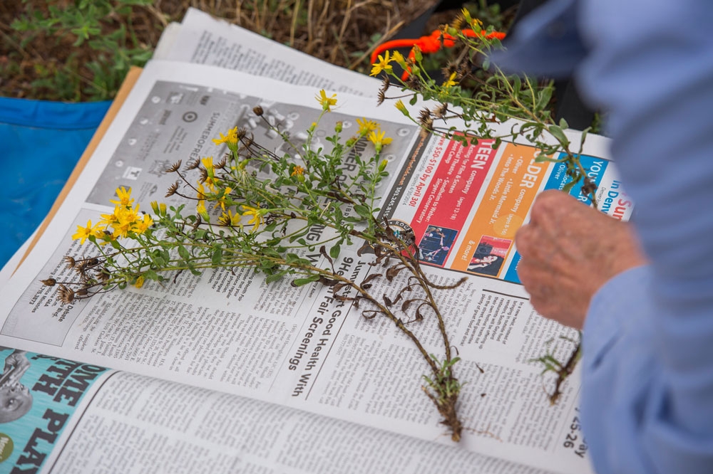 plants being collected at Chatfield Farms